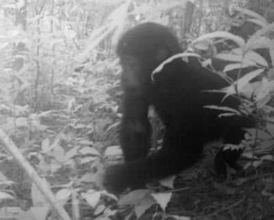 One of the Grauer's gorillas photographed by a remote camera in their Congo forest habitat