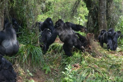 Interaction between two gorilla groups