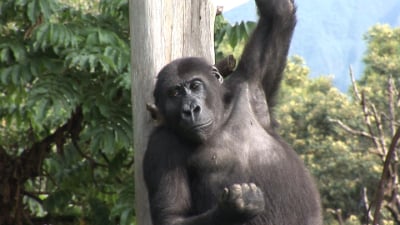 Ntabwoba,  male Grauer's gorilla orphan headed for GRACE