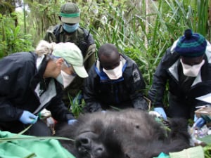 The veterinarians try to help Ntobo.
