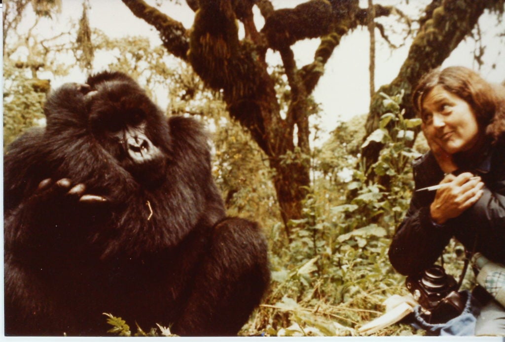 Dian Fossey and silverback Digit