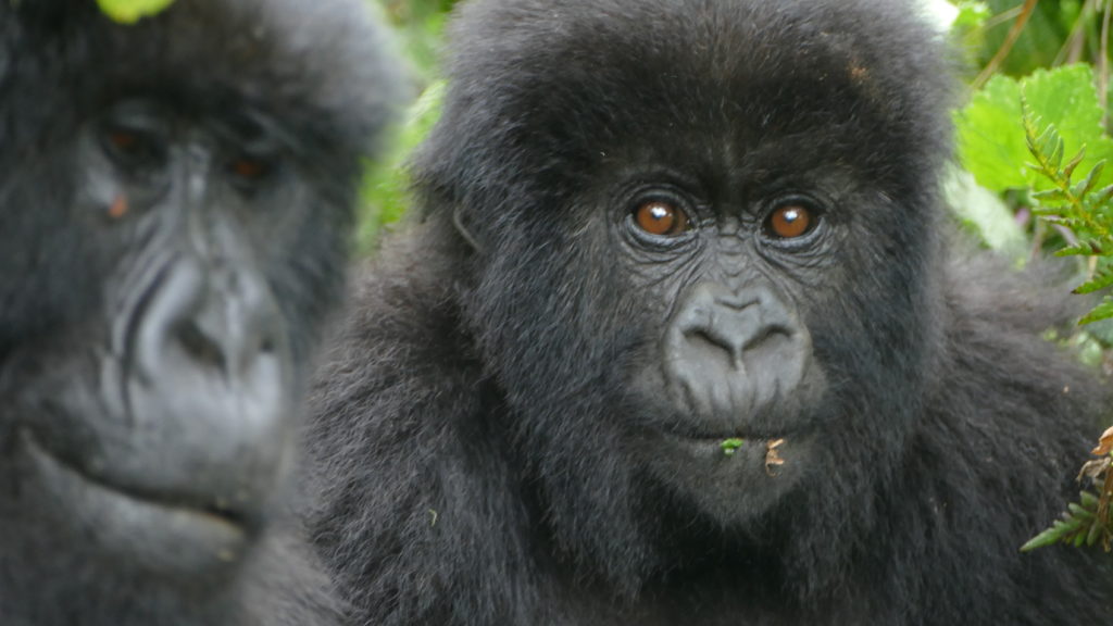 Gorilla infant looking into camera
