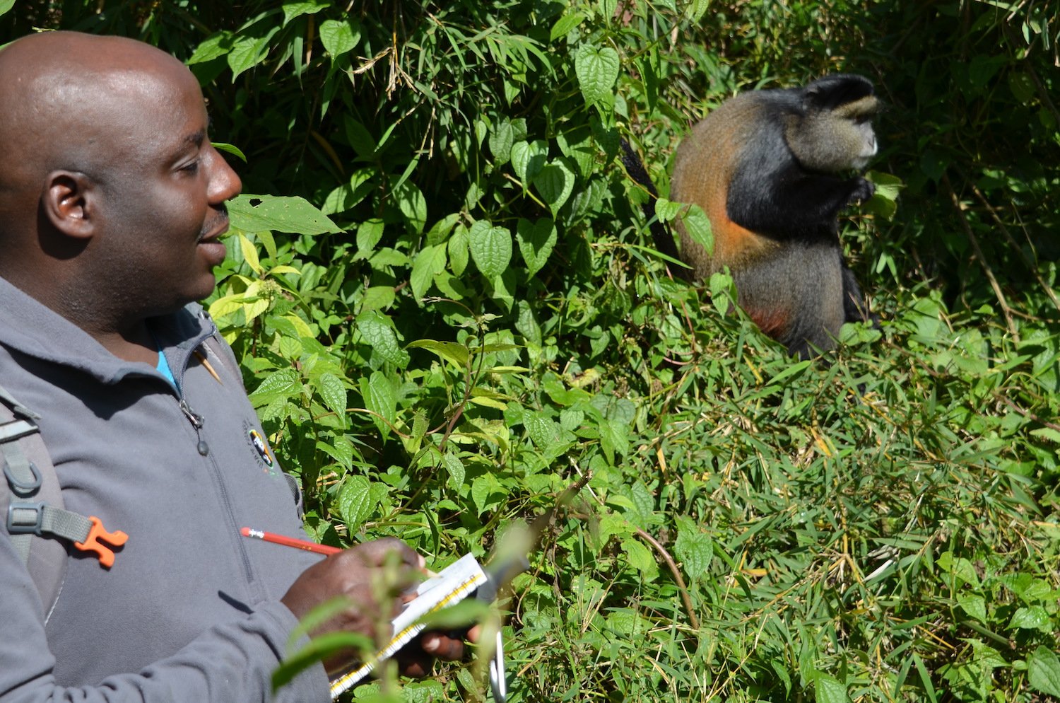 Deo collecting data on golden monkeys