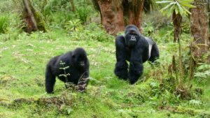 Female gorilla Ukwiyunga and silverback gorilla Segasira