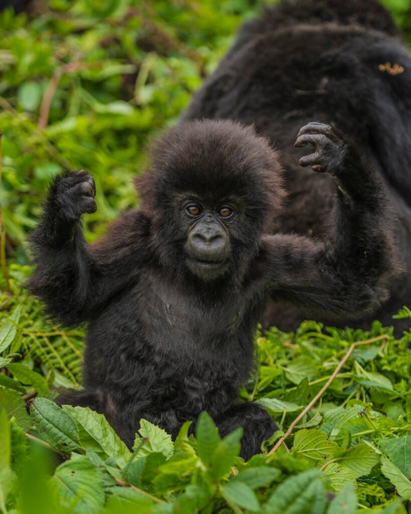 Infant Gorilla Ubusugire