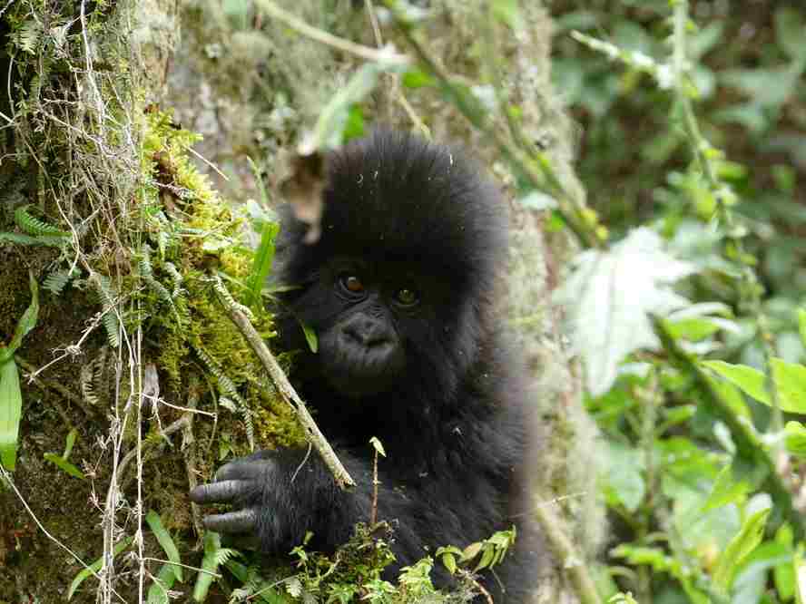 infant gorilla
