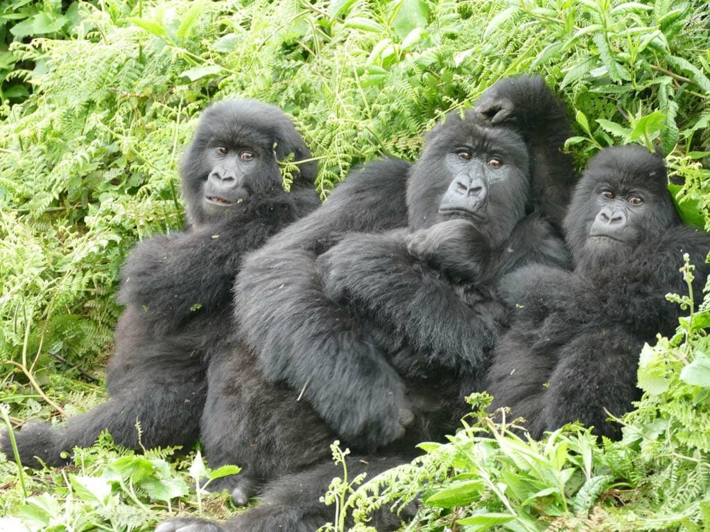 Mother gorilla Ubufatanye with family